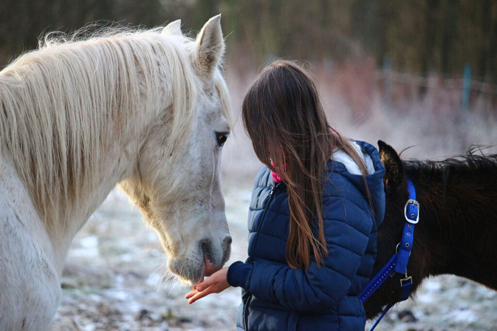 Flicka som matar en vit häst.