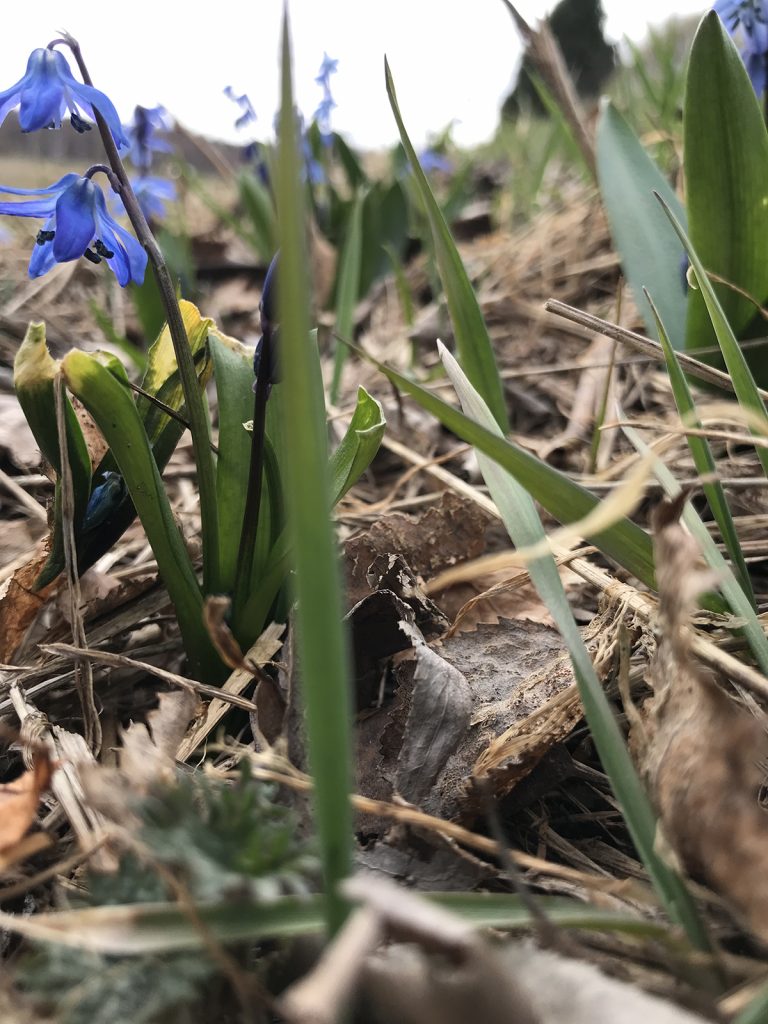 Scilla som blommar.