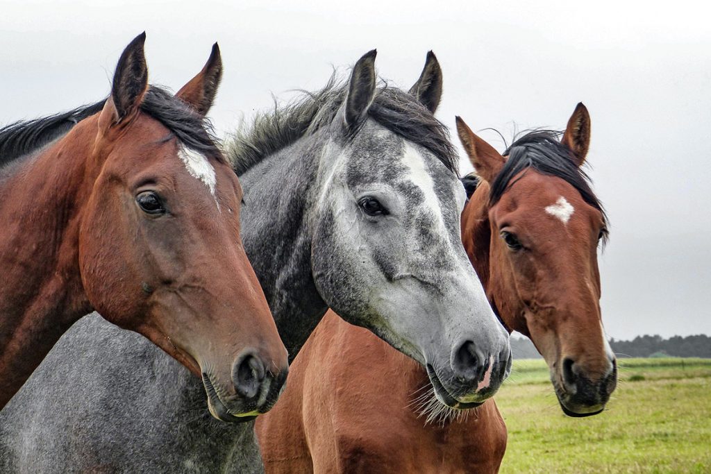 Närbild på tre hästar
